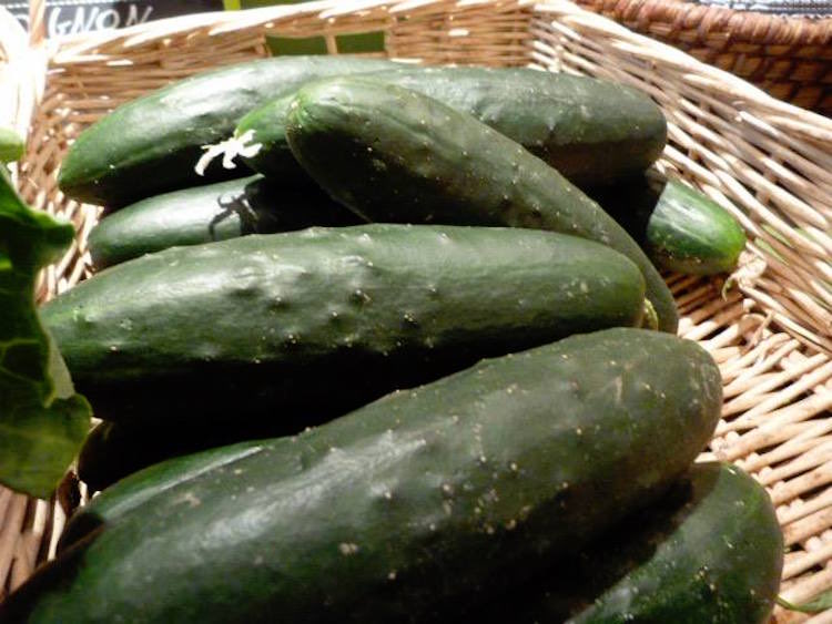 Floaterror_'s tweet photo. @KCAwoooo @Colomblbl Perso mes concombres noa ressemble plutôt à ceux là et les picots sont un peu plus difficiles à voir. Mais comme quoi j’suis sûr que selon les variétés un concombre peu vachement ressembler à une courgette 🤣 https://t.co/60bhpLtUfq