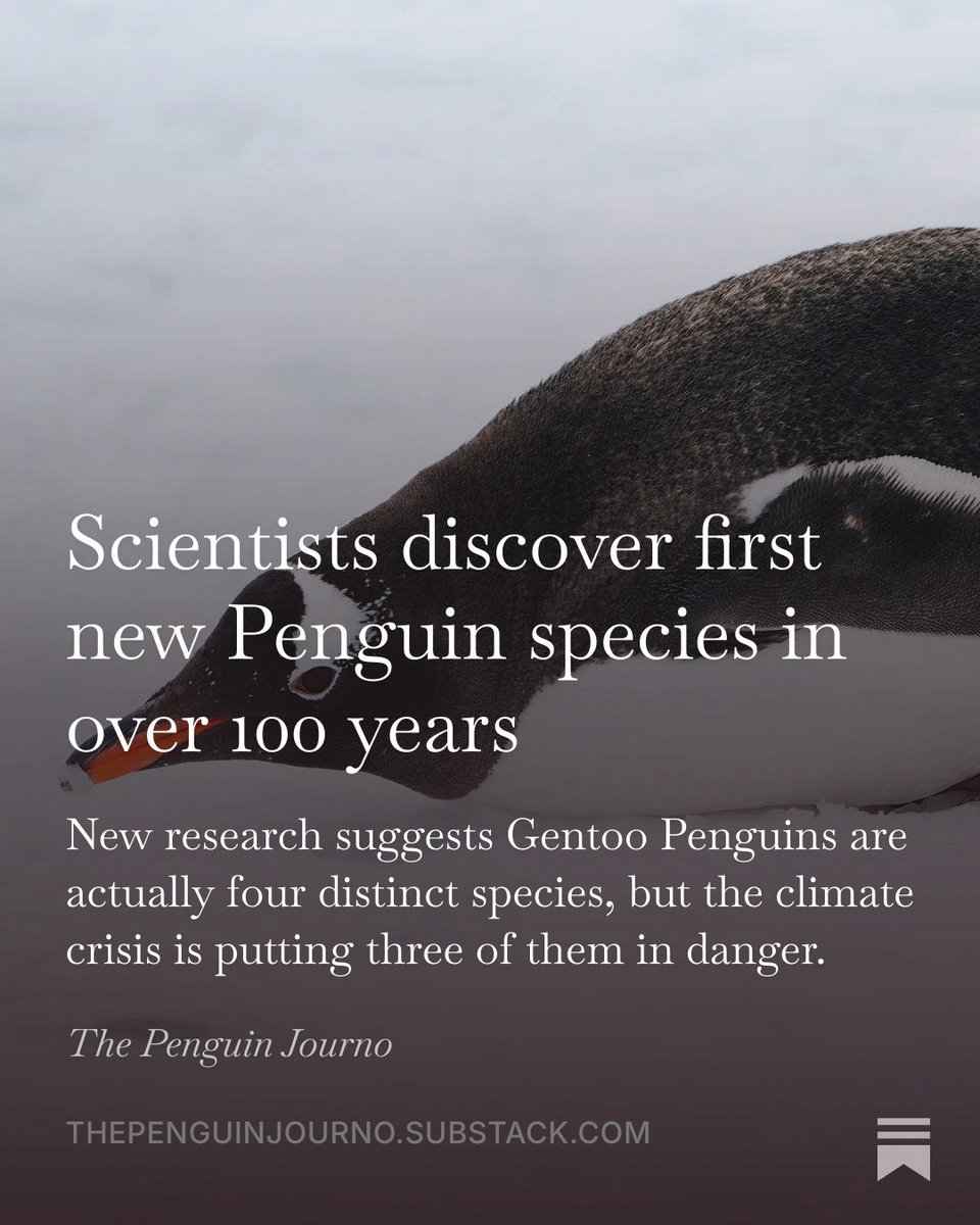 penguinjourno's tweet photo. My first substack article!  🐧 ⬇️

Scientists have discovered the first new penguin species in over 100 years https://t.co/UgbBYouUU1