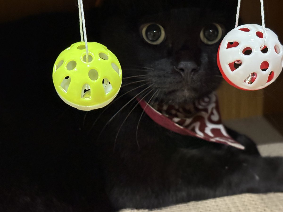 _tae0301_'s tweet photo. ジジニャン🐈‍⬛🐾
新しい爪とぎベットに
入ってるぅぅぅ🤗
出る時…お腹が引っかかってた💦
巨大化ジジニャン用に
デカイ入口にしたのに… https://t.co/Cj1kYmUnkJ