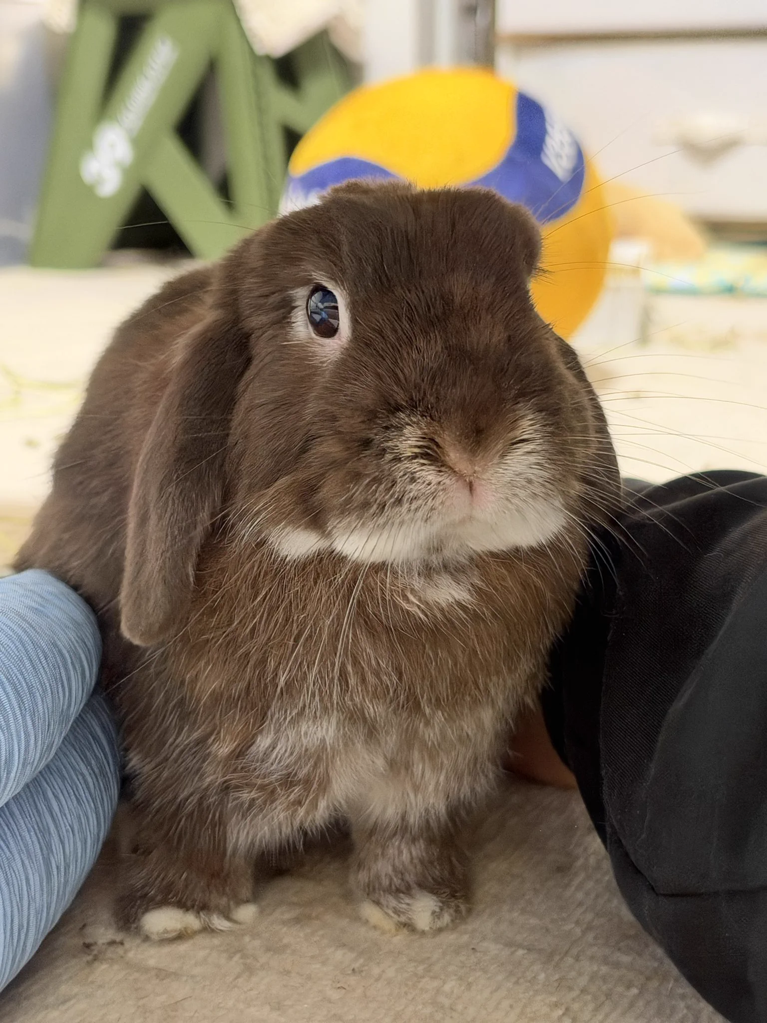 今日もうちのうさぎがかわいい on X / X