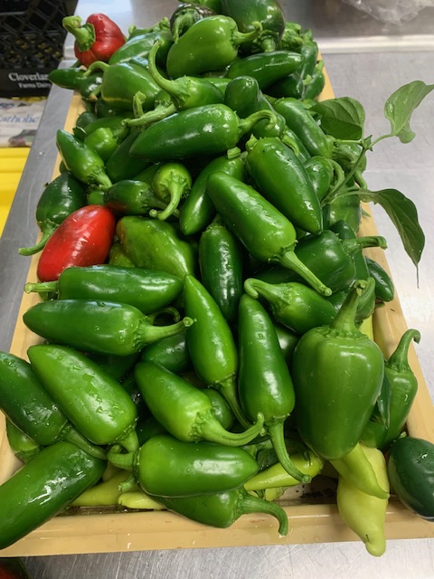 Julene345's tweet photo. 🌶️ Bloom &amp; Bless: Pepper-palooza!

Now that’s a lot of peppers!

A beautiful harvest, all headed out to nourish neighbors. 🌱

What are you harvesting from your garden these days?

#BloomAndBless #CatholicGarden https://t.co/GTwm4gzxUq