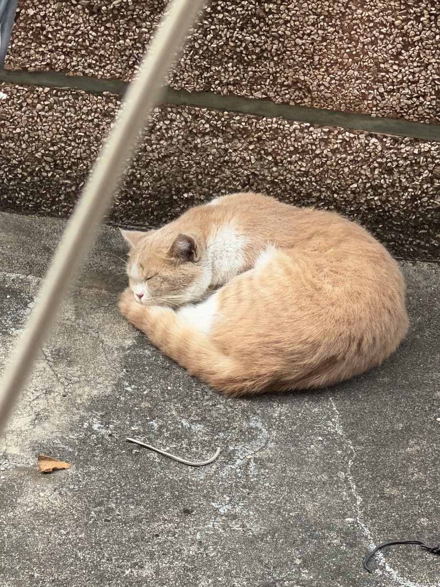 6wfqwco's tweet photo. 小猫去哪🐱🐱 https://t.co/Cs6wretQwx