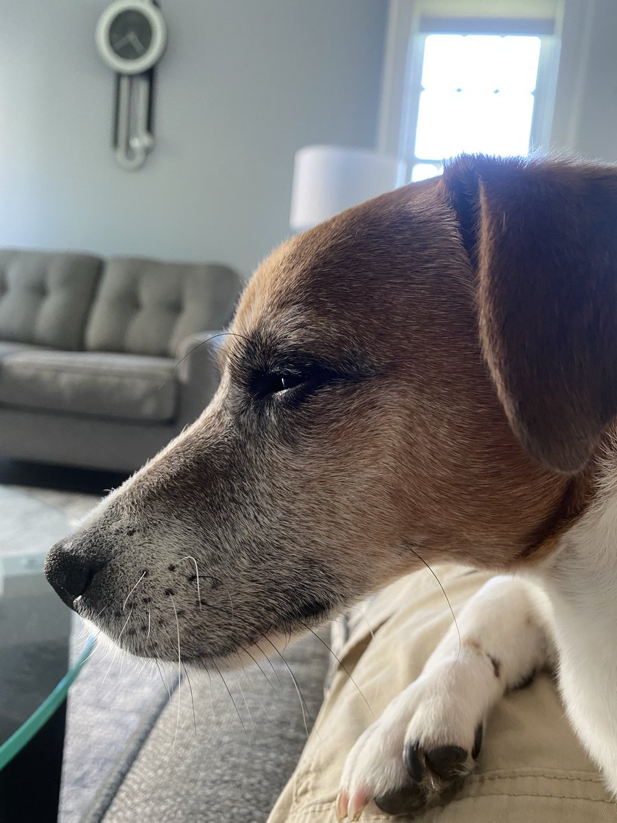 BelleLBear's tweet photo. #MondayMood #dogsofX ☔️#dogs #zshq #dogsoftwitter 
#StillRaining #LittleBear 🌧️
How many MORE days is it gonna rain here Mom? 😧😣 https://t.co/BUAKwcJ8g0