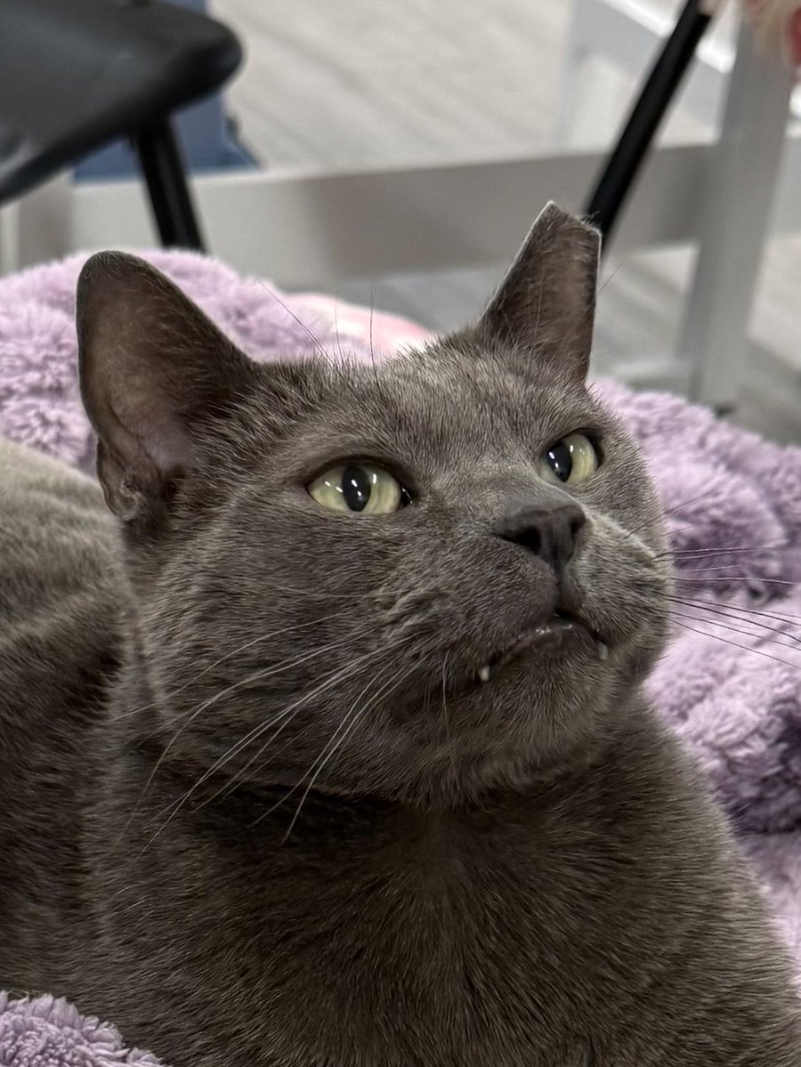 feederofcats's tweet photo. guy who got hit by a car, broke his leg and pelvis, dislocated his hips, dragged himself to safety, went borderline septic, held on long enough to get help, underwent 3 surgeries, blood transfusions, complications...... and is now walking again, playing with toys, and loving life https://t.co/FYBeuxtCXz