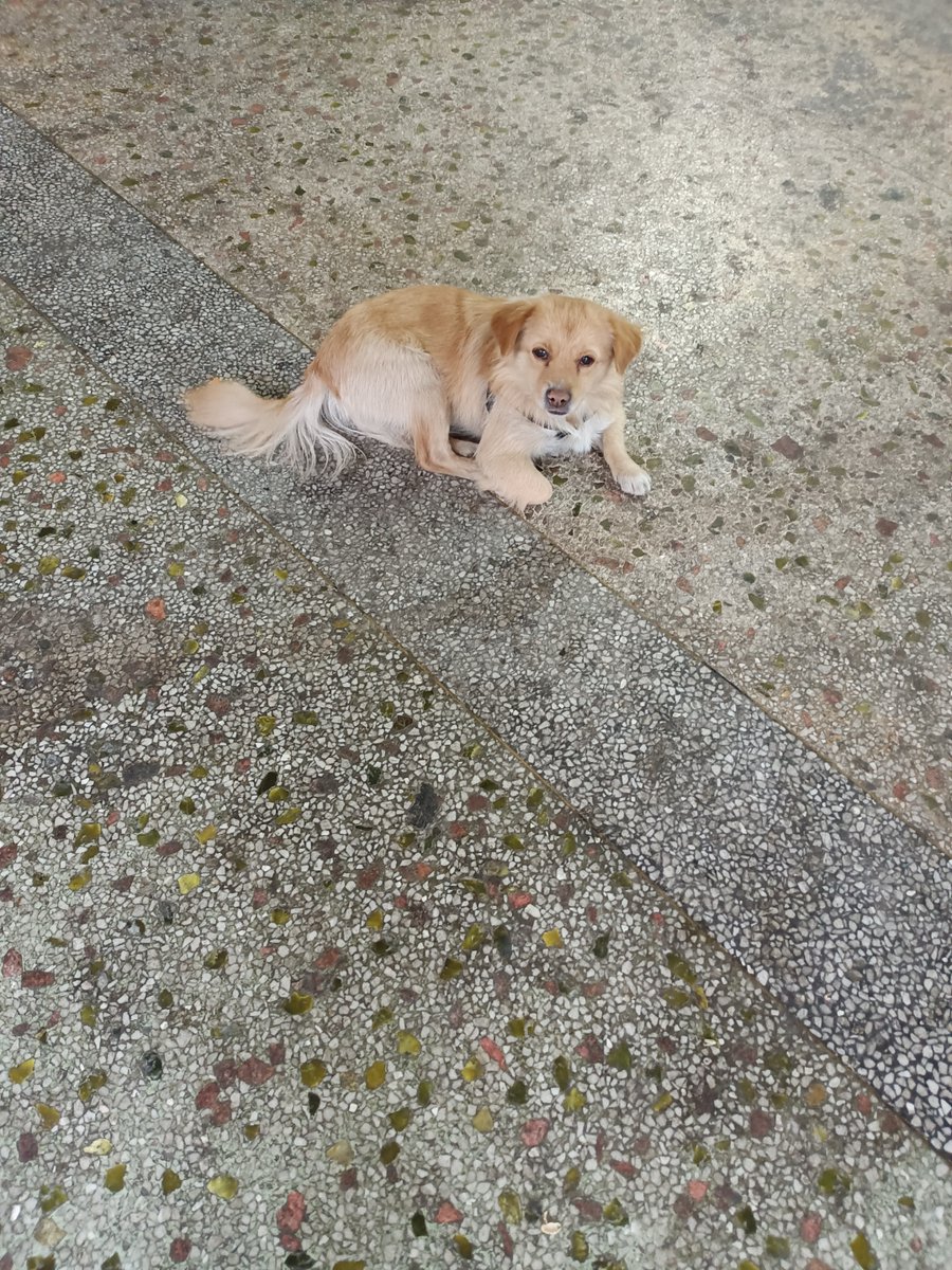 Simonaxqs's tweet photo. Mi perro me espera en cada puerta después del trabajo, es mi mejor compaía sin palabras! https://t.co/13BpZaD91G