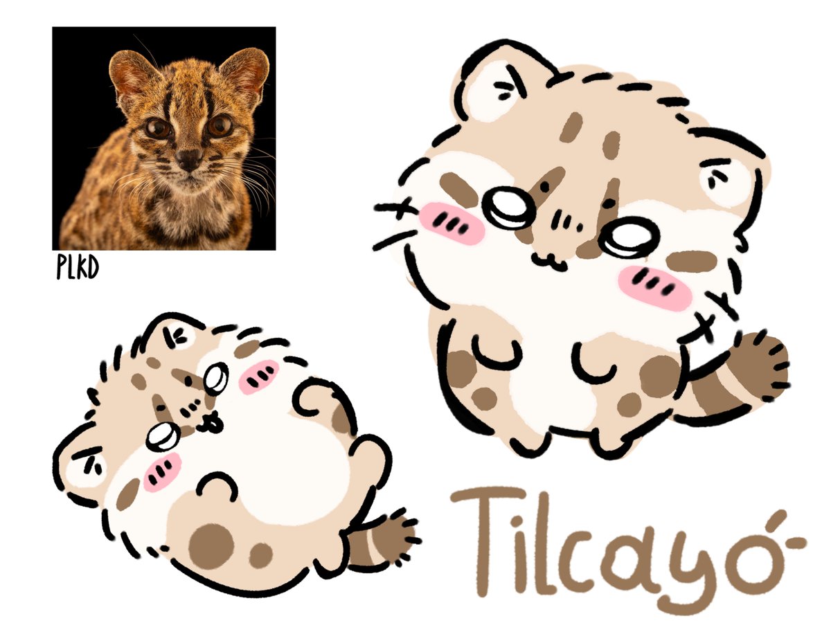 plkdlol's tweet photo. I draw Tilcayo in Chiikawa style 
#Chiikawa https://t.co/KDqi14pGjo