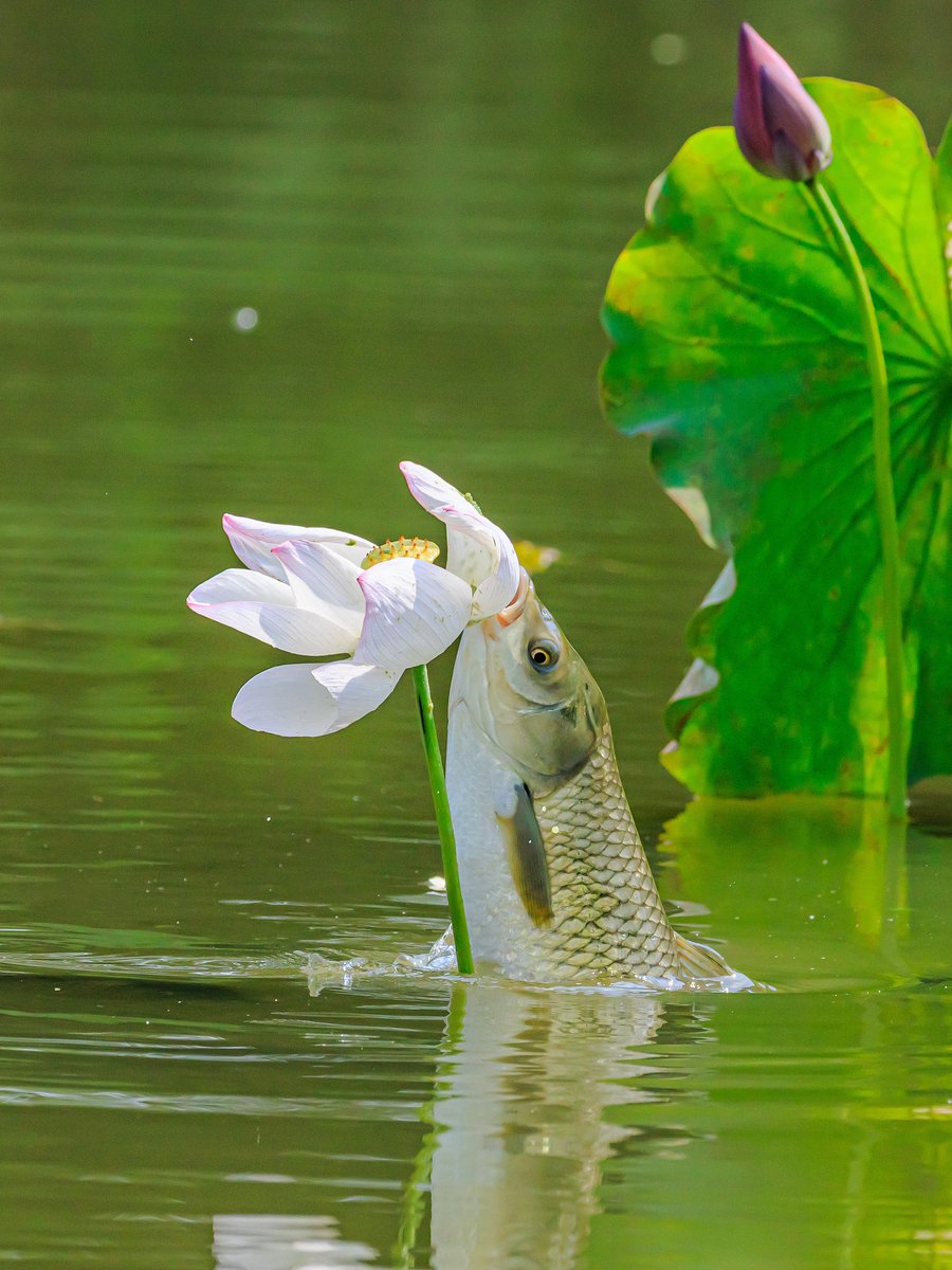 gwongibeom20's tweet photo. The fresh pond water shimmers as a tiny fish swims, with that subtle sense of grace and humbleness. https://t.co/t7KieX9Rn2