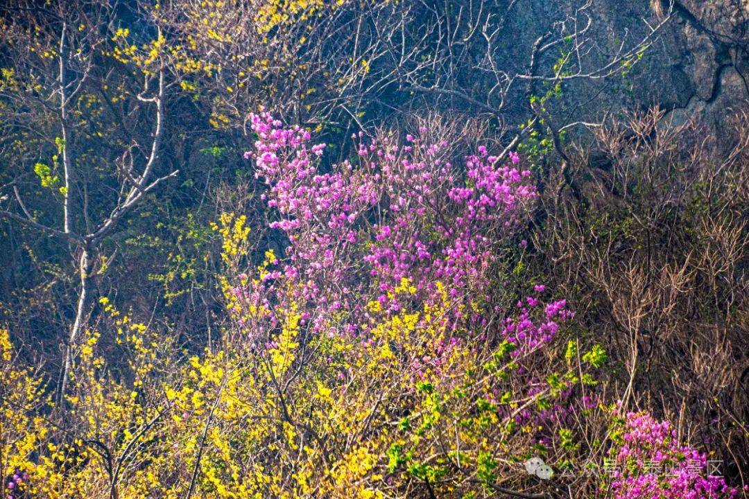 aC4UpLY5DCyJAMA's tweet photo. [On a fresh spring day, the 钦貌伊敌 who tends wild flowers by the stream shares a warm smile, making the quiet morning feel even sweeter!]， https://t.co/a5no3MiCMM