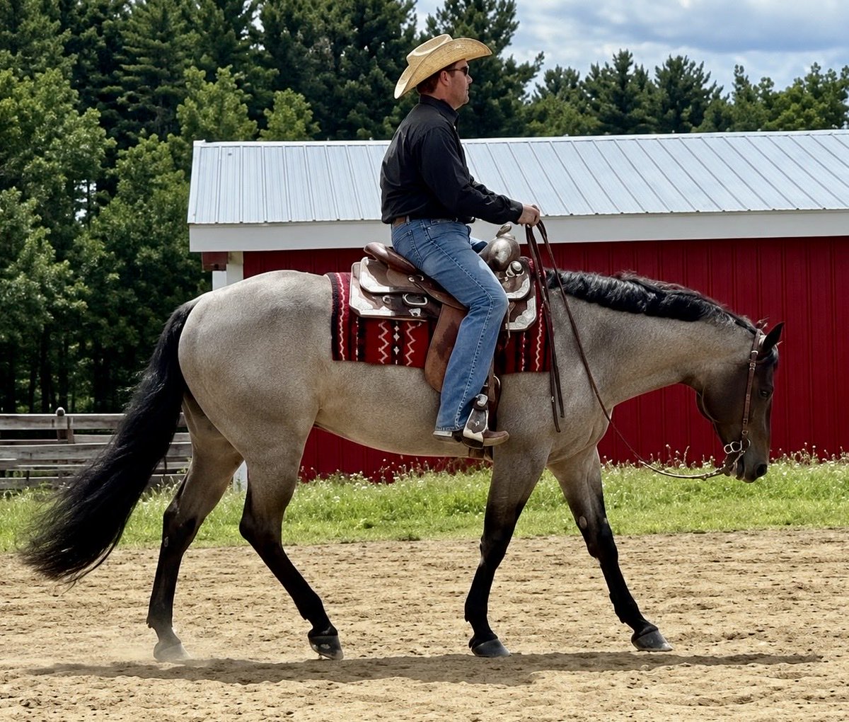 SeriousEquine7's tweet photo. 🔥New Listing🔥2021 AQHA Bay Roan Mare | 15.2 Hands - VS Goodride × Defending The Dream (by A Dream Remembered) Gorgeous bay roan mare with pretty movement and a natural ability over trail poles. Lightly shown in western pleasure and trail

#seriousinquiriesonlyequine https://t.co/K5A1X0PTYi