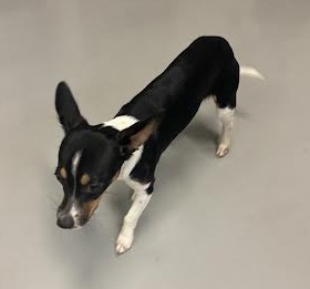 AddisonPolice's tweet photo. FOUND DOG
Found near Addison Road and Michael Lane. He is a male Chihuahua mix with black, white, and brown coloring. He was not wearing a collar and does not have a microchip.
If you recognize this dog or know where he belongs, please contact Addison Police at (630) 543-3080. https://t.co/RxX3WT1ulC