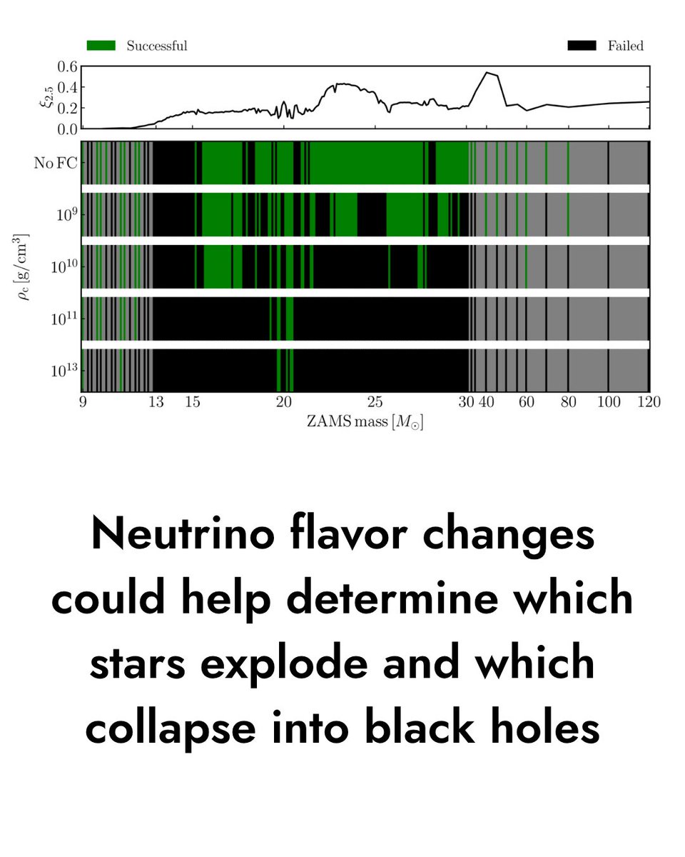 APSphysics's tweet photo. ⭐ When a massive star dies, does it explode or disappear into a #BlackHole? New simulations suggest neutrinos could be a determining factor. 

Researchers modeled the collapse of 195 stars and found that when neutrino flavor conversion was included, some stars that otherwise would have exploded collapsed into black holes.

Read more in Physical Review D at the link in bio.