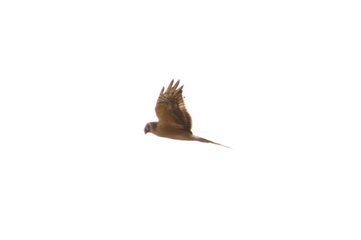 xbirder's tweet photo. Spent the day at Marshside RSPB on the Sefton coast.
 A lovely juvenile Pallid  Harrier and juvenile Hen Harrier were hunting Crossens outer Marsh. 12 spoonbills flew over south. Merlin, Peregrine, Marsh Harrier, Buzzard and Kestrel also
#Birding #Merseyside  #Pallid #Harriers https://t.co/0RkAWFnP2Z