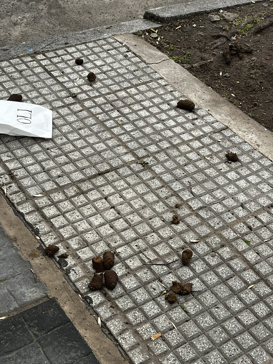 soysirexxe's tweet photo. Asi estan todas las veredas de CABA @jorgemacri . 
Multa ejemplar a los dueños que lo limpian las necesidades de sus animales. Y se acaba.

#caba https://t.co/h7gdnYOKPI