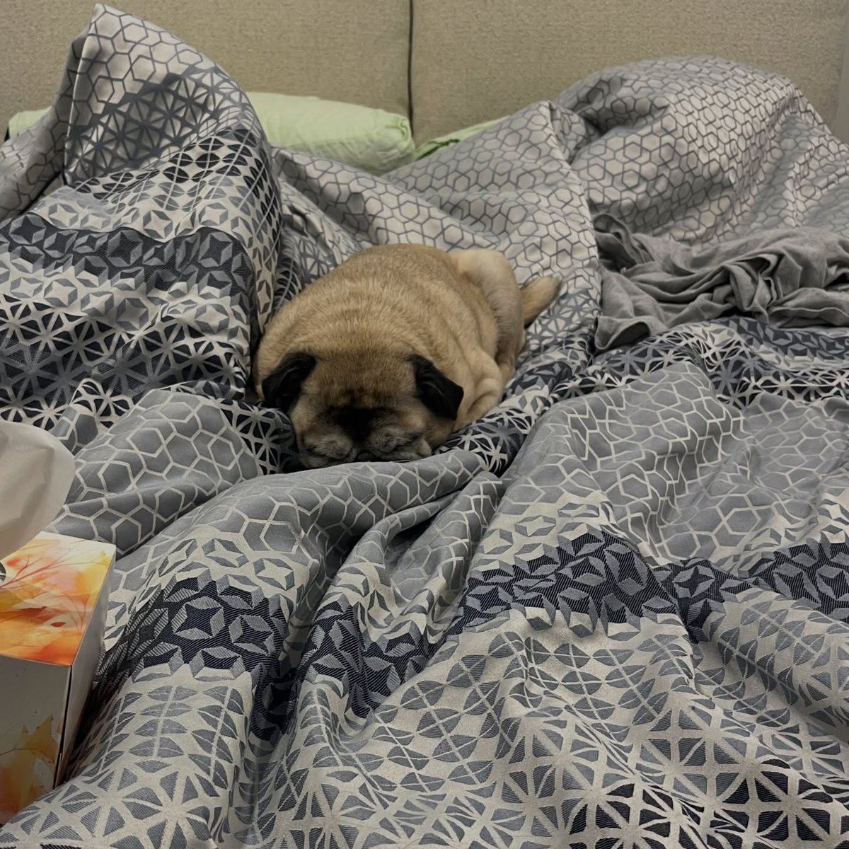InesKmetso's tweet photo. How life has been lately 🙃 https://t.co/L9yjdxdCYI
