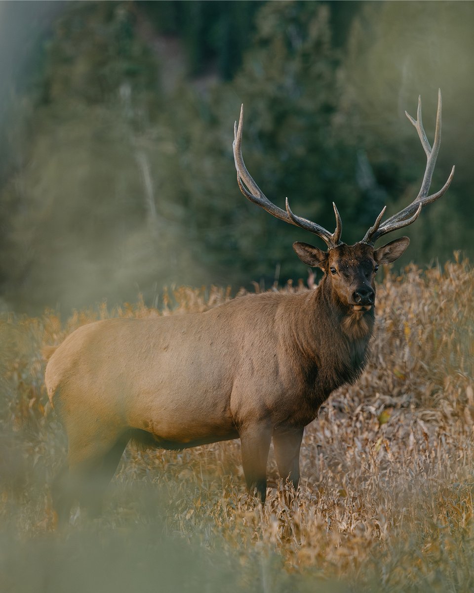 LeupoldOptics's tweet photo. Luke Combs &amp; Jason Phelps turn up the heat in Utah’s elk woods. See how it all came together in DAYS LIKE THESE.

https://t.co/51XFPRx3z1

#LeupoldOptics #BeRelentless #DaysLikeThese https://t.co/8d4RYg8T8m