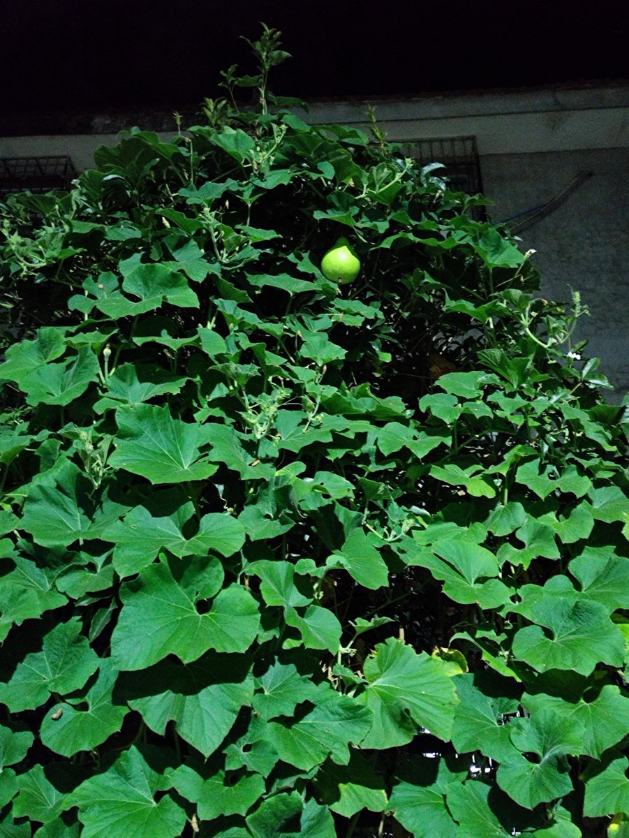 LTenko76's tweet photo. Harvesting the summer gourds! [收瓜徽] https://t.co/GWHGYjf9LA