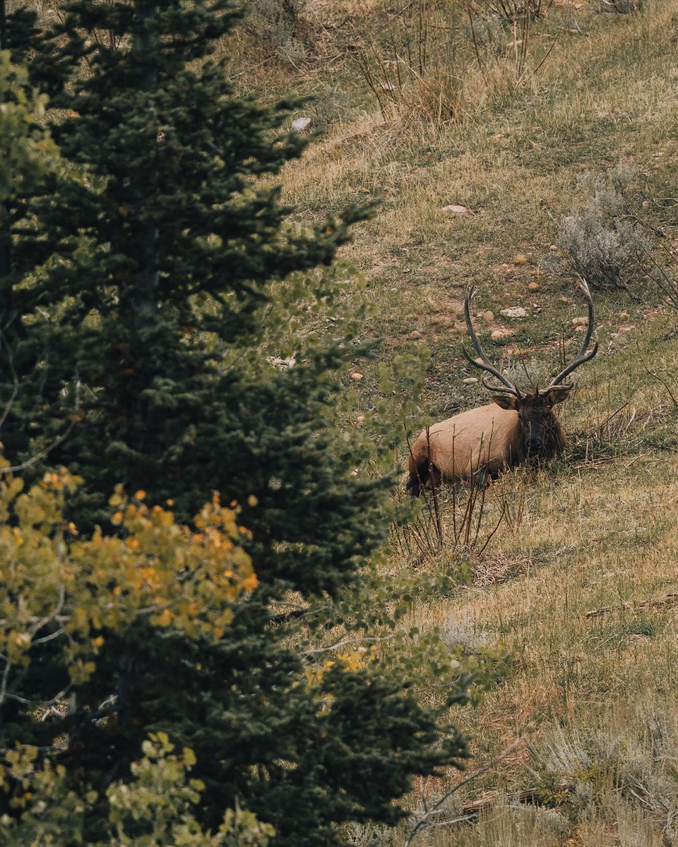 LeupoldOptics's tweet photo. Luke Combs &amp; Jason Phelps turn up the heat in Utah’s elk woods. See how it all came together in DAYS LIKE THESE.

https://t.co/51XFPRx3z1

#LeupoldOptics #BeRelentless #DaysLikeThese https://t.co/8d4RYg8T8m