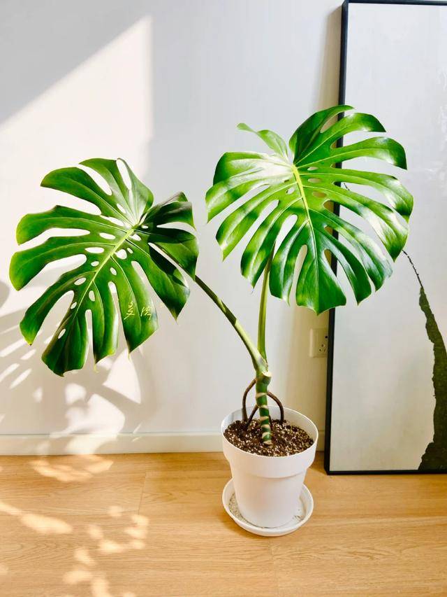 JoshRoulyyuyy's tweet photo. Para mantener tu monstera sana: colócala en luz indirecta y riega solo cuando la tierra esté seca. Así crecerá grande y hermosa!， https://t.co/Y9ccK48Tkr
