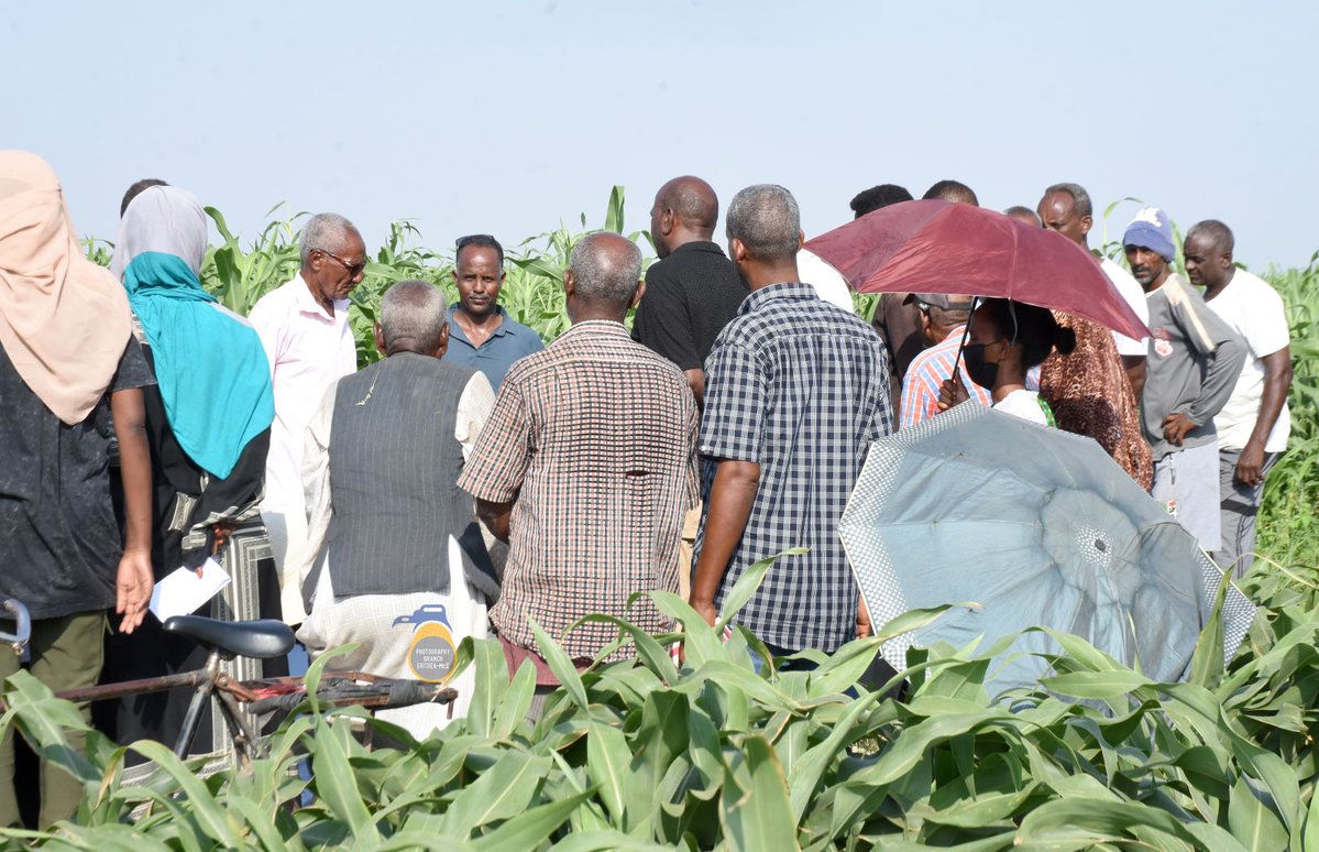 GhideonMusa's tweet photo. Training on implementation of small and productive farm plots

Training on small, high-yield farm plots was held for farmers in Teseney sub-zone, Barentu, to raise agricultural production.

Experts used successful plots in Ali-Gidir as a model, stressing water conservation, organic fertilizer, and improved seeds. They also urged expansion of fruit, vegetable, poultry, and dairy farming. Farmers said they are ready to adopt the system.

https://t.co/yHLD3qxOWF