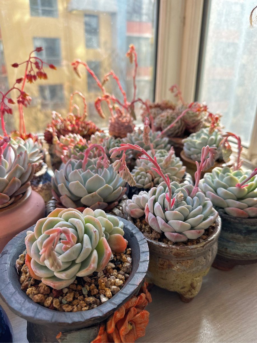 deandreamod1b's tweet photo. Buscas un hobby nuevo Prueba la jardinería doméstica: relaja, es barata y hace que tu espacio sea más bonito Empieza hoy mismo! https://t.co/QwnAPnL8o9