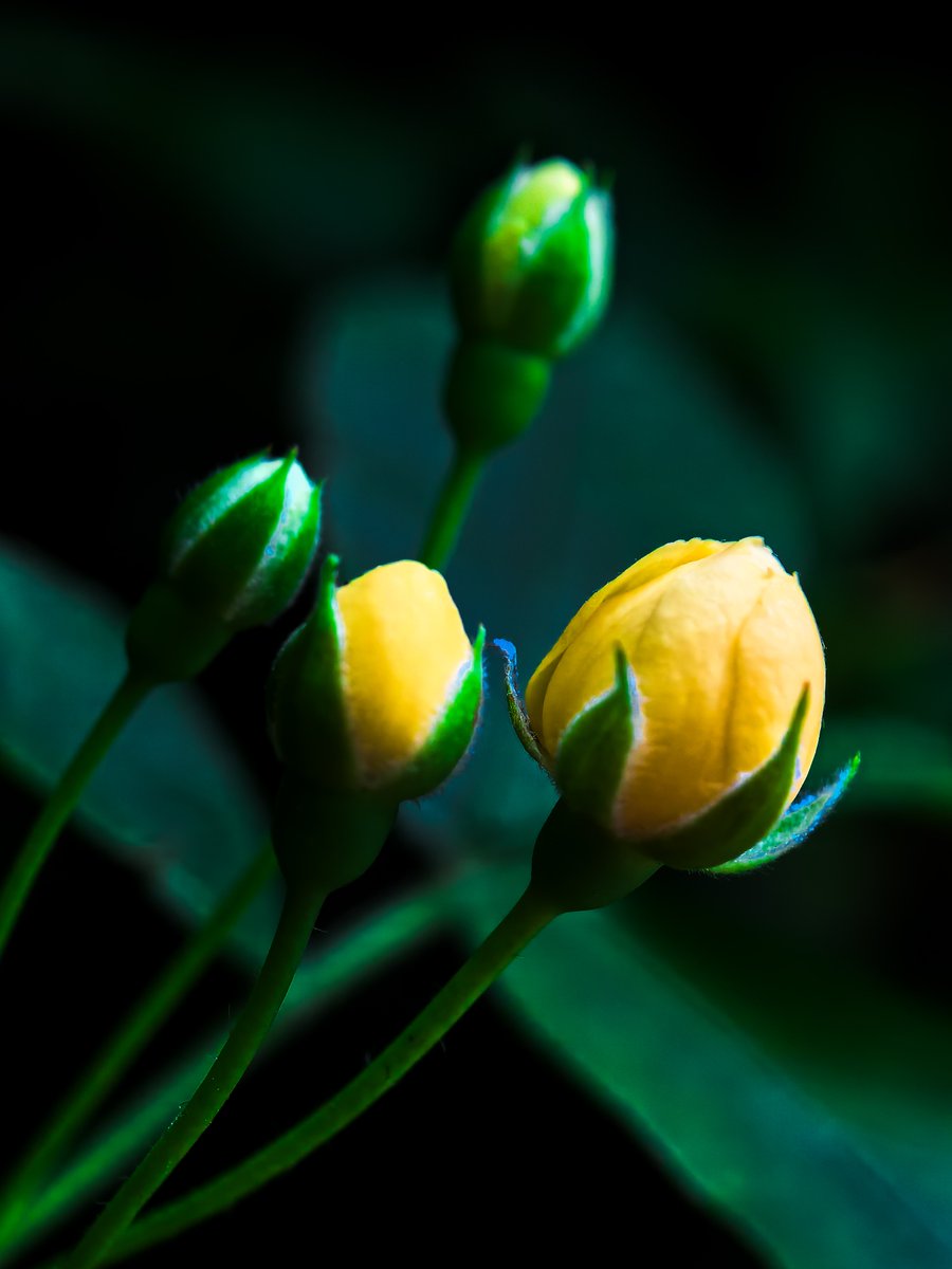 e64f4cd8467e413's tweet photo. [Vitality hums, goals take root, the earth’s bright green glows—every small step fuels our shared green pulse!]， https://t.co/wN8QSe7XUT