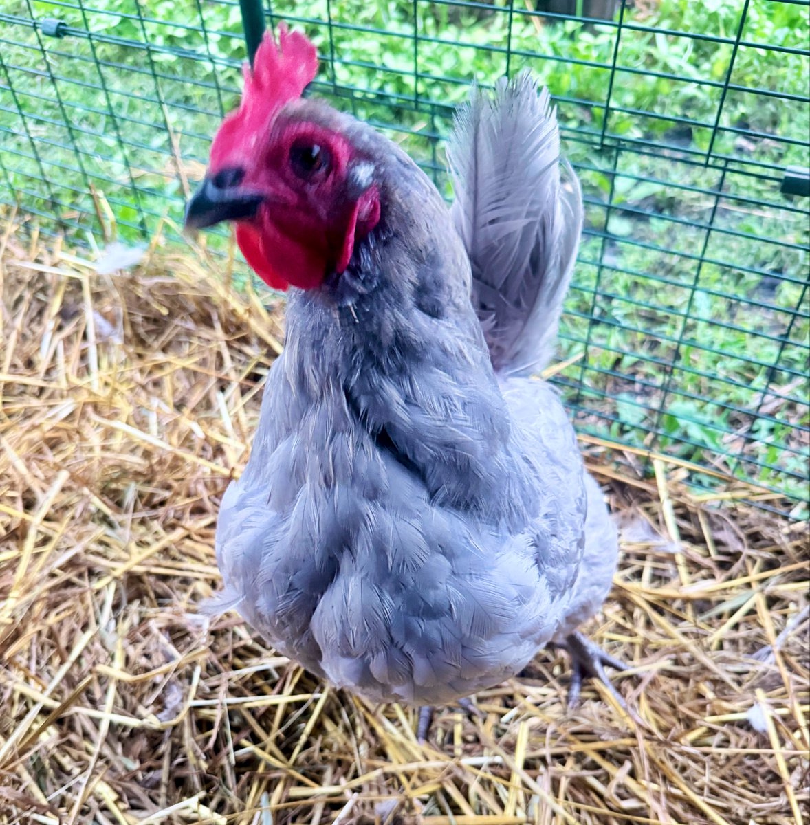 Netpetjet1st's tweet photo. Chicken Chat with Miss Lavinia  Pickens. She is a great listener and much cheaper than a therapist 😉. 

She is available via tele-health if anyone is interested. FaceTime or Zoom appointments available between 6am and 6 pm. https://t.co/Vcp8Kj3JNf