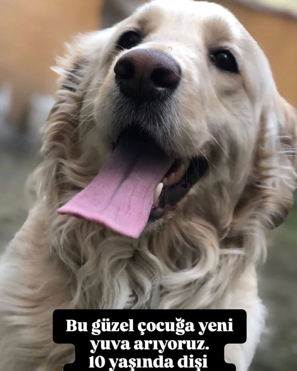 zllktlr's tweet photo. "İSTANBUL / 10 YAŞINDAKİ GOLDEN KIZIMIZ ÖMÜRLÜK YUVASINI ARIYOR ...
0530 613 32 23  https://t.co/8XbokxNG5Z https://t.co/k8zwkTakbL