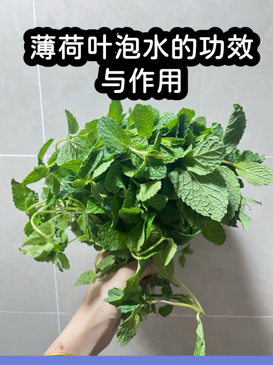 i47OpoxWB9YwDDW's tweet photo. [No words can compare to the freshness of mint, so refreshing it makes you take a deep breath!]， https://t.co/3ft2wv5bh4