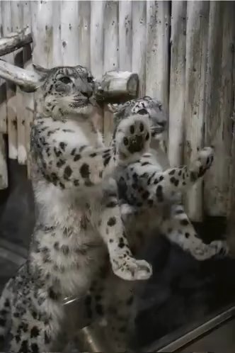 LithoTheSnepboi's tweet photo. Me and oomf 
Ur the smaller on bc ur a SNUD! :3 https://t.co/fXBsnUE0pO