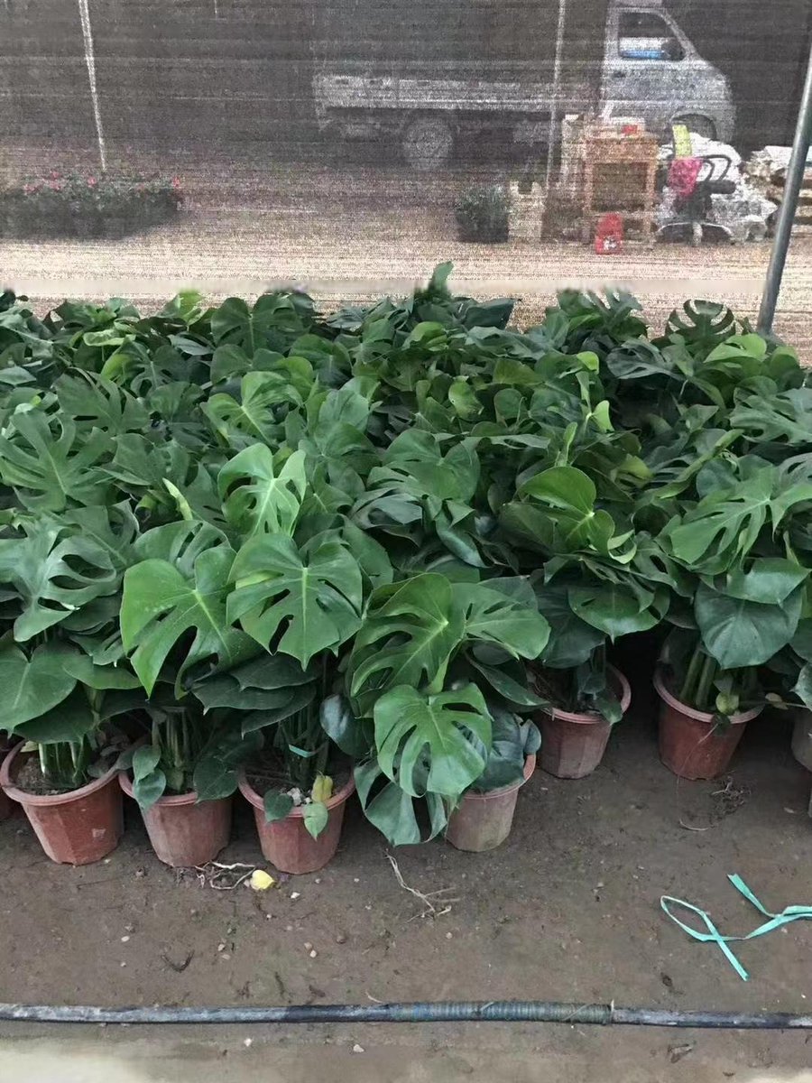 Hamerodb's tweet photo. El monstera deliciosa necesita luz indirecta, riego cada 10 días y rociar sus hojas para estar feliz. https://t.co/sEBtp3BxBB
