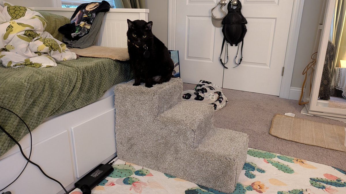 Limelon's tweet photo. Built and carpeted 3 stairs for Midnight. Unfortunately, she injured herself over a month ago and the vets believe she has nerve damage either in her spine or left rear leg. I built these so she can get up to her favorite spots without jumping.
She also requested a cup holder. 😆 https://t.co/CPwz3SLBq7