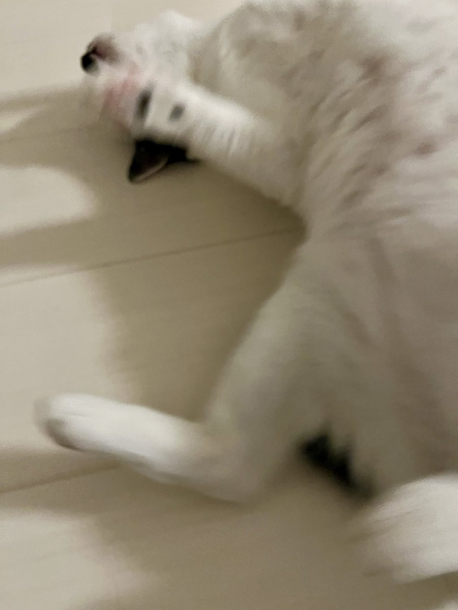 BonchanCat_0423's tweet photo. おはようございます
毎日ねっこ
ごろーん😆
#保護猫と暮らす #猫のいる幸せ https://t.co/BGmRivxyyG