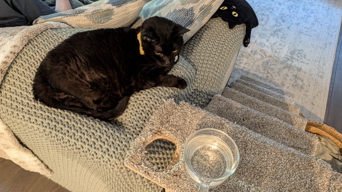 Limelon's tweet photo. Built and carpeted 3 stairs for Midnight. Unfortunately, she injured herself over a month ago and the vets believe she has nerve damage either in her spine or left rear leg. I built these so she can get up to her favorite spots without jumping.
She also requested a cup holder. 😆 https://t.co/CPwz3SLBq7