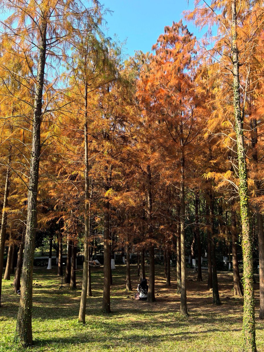 ieunju57352194's tweet photo. [Fang Huishan’s new work “Scent of the Cedar” blows a fresh breeze of autumn vibes.]， https://t.co/2ko5LhHXA3
