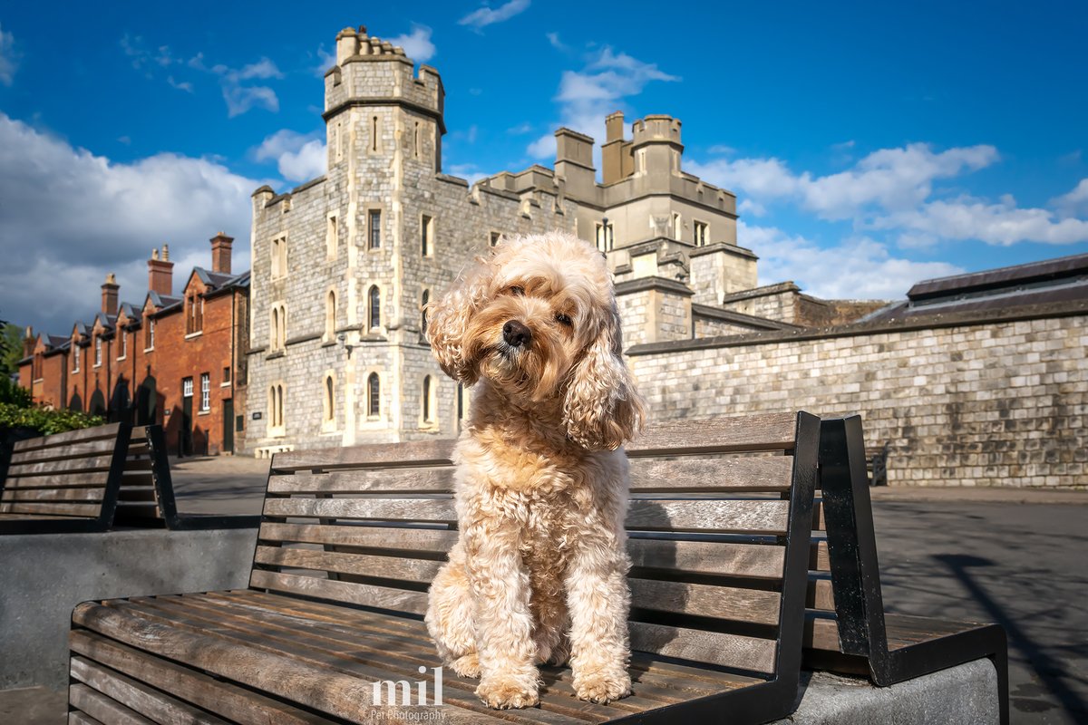 MillersImage's tweet photo. Here's Loui, a handsome seven years old Cavapoo.  We had so much fun together with his family in Windsor in Berkshire.

Here he is, posing perfectly on a bench outside Windsor Castle.

#dogs #dogsoftwitter #dog #cavapoo https://t.co/wiWZbJWeJk