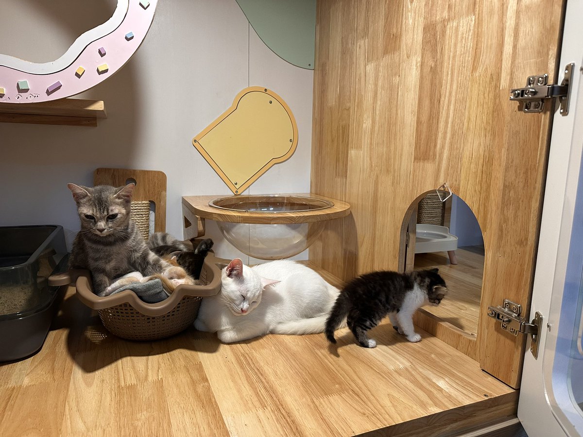 chimney_honey's tweet photo. ระยองฝั่งแกลงน้ำท่วมหนักมาก นี่กำลังจะนอนตีหนึ่งละ มีคนโทรมาว่าทางโรงแรมรับฝากแมวตอนนี้ไหมคะ  หนีน้ำท่วมกันมาทั้งบ้าน ไม่มีที่ไป ตากฝนกันมาด้วย เสียงเจ้าของเหมือนจะร้องไห้ เลยเปิดร้านรับมา1แฟมมิลี่ พวกก้อนน่ารักมากกก เปิดให้ 2 ห้องเลย5555 https://t.co/sprUJF1VMW