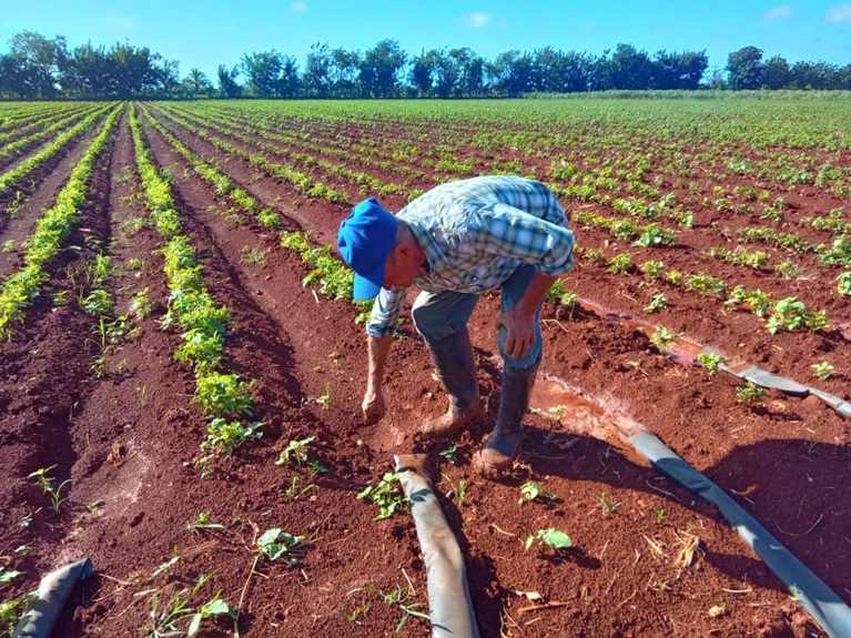 FAOCuba's tweet photo. El CIPB, con el acompañamiento de la @FAO y el financiamiento de @theGEF , fortalece las capacidades productivas en Cuba para avanzar hacia sistemas agroalimentarios más eficientes, inclusivos y sostenibles.  @FAOAmericas   Conoce más en la nota 👉https://t.co/Yp55978qhX https://t.co/WkiLFOWUQe