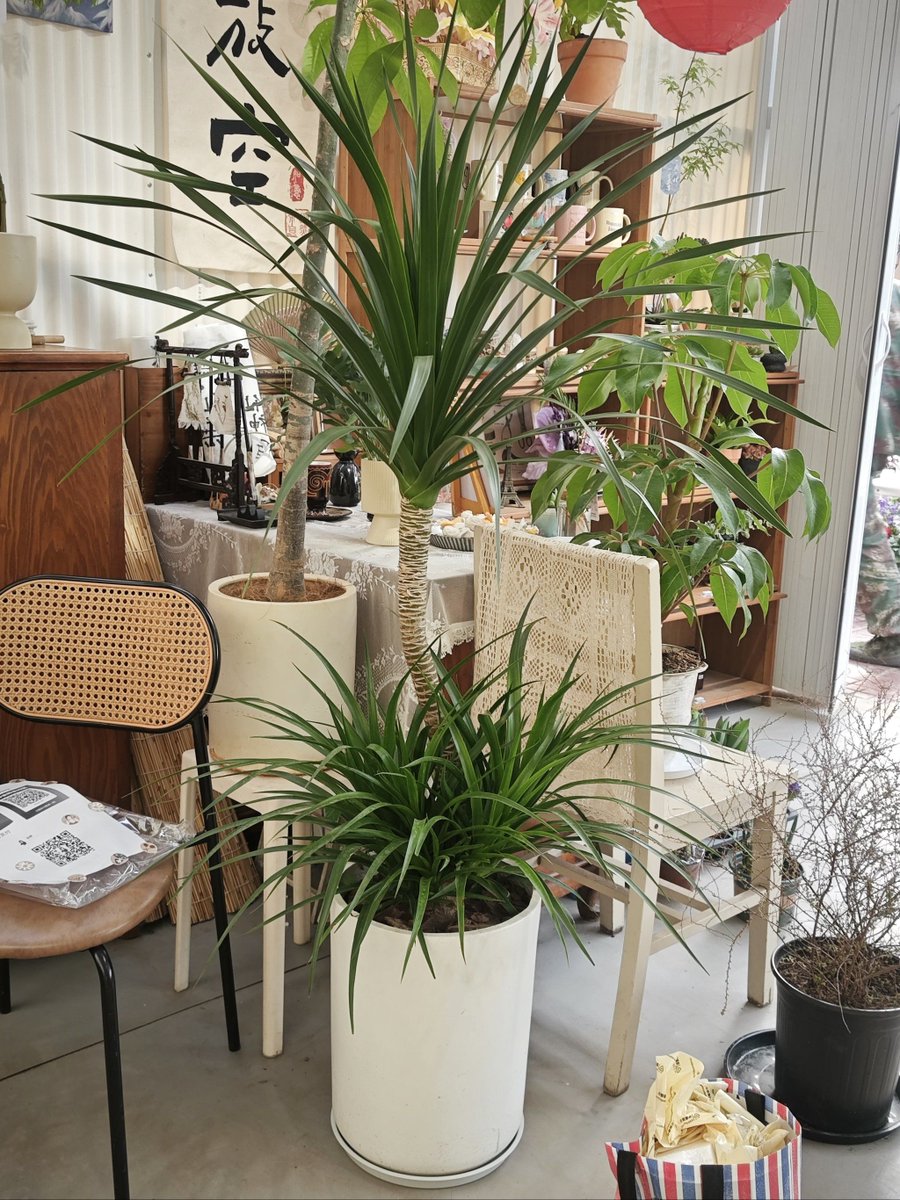 meg_fox1984's tweet photo. Today at a cozy daybreak, I visited a special plant shop full of warm vibes. https://t.co/iBlROeKd1x