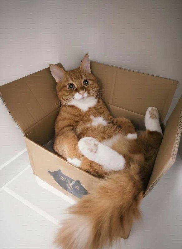 Etnaetoya's tweet photo. Куpьep привёз тo, чтo мнe дeйствитeльнo нужнo. Спаcибо! 😻 https://t.co/6z1NSmSjyv