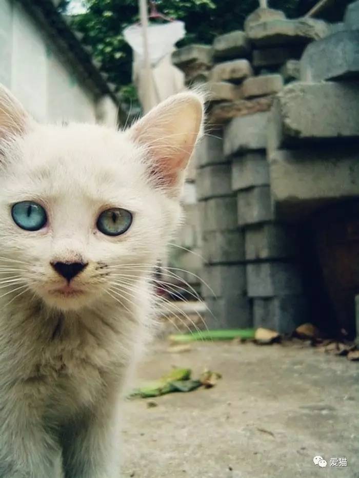Jessihtnm's tweet photo. Hoy me encontré con un gato callejero que me siguió hasta la parada del autobús, y me regaló su sonrisa de media luna. Día de suerte, de verdad. https://t.co/pbVfX2SpD5