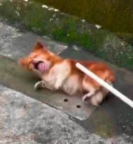 OccupyRedding's tweet photo. Sinclair Media Group Has Hundreds Of News Stations yet REFUSES do a interest story about #WangWang in hopes of creating animal cruelty laws in China - Angry? You can reach the corporate headquarters of Sinclair Broadcast Group (Sinclair, Inc.) 410 568-1500 #JusticeForWangWang https://t.co/9grhhDdYfn