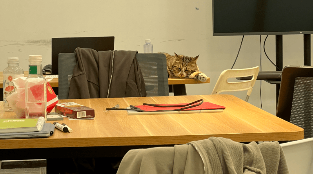 Birgitenb0's tweet photo. Hoy en la oficina, el gato de nuestro compaero se coló en la sala de reuniones y se durmió sobre el proyector — nadie se atrevió a despertarlo, así que la reunión duró media hora más con el proyector apagado. https://t.co/OhZaCw5Jmd
