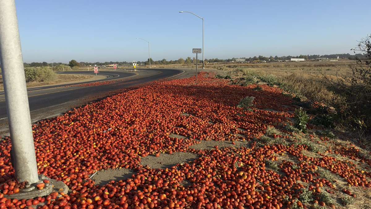 phylogenomics's tweet photo. Free tomatoes - Road 29 and Highway 113 in Davis CA https://t.co/IsUgZBHXAt