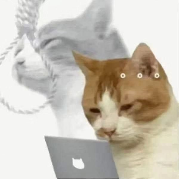 PunchingCat's tweet photo. https://t.co/atDpPsIyfD
