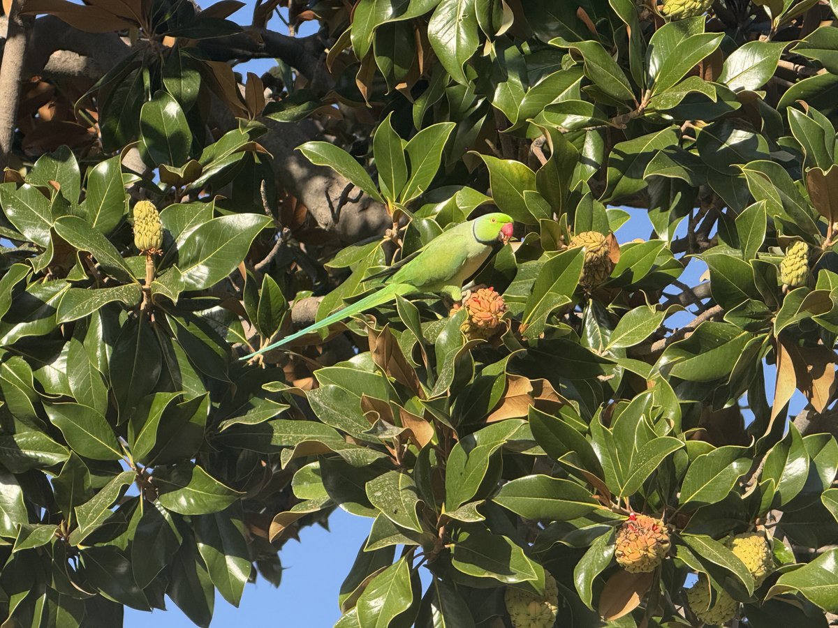 LeCannetVille's tweet photo. Bonjour Le Cannet ☀️
Très bonne journée à tous ! 🦜
#LeCannet #CotedAzurFrance #MagnifiqueFrance
#jaimemaville https://t.co/JV0wsCEcGV