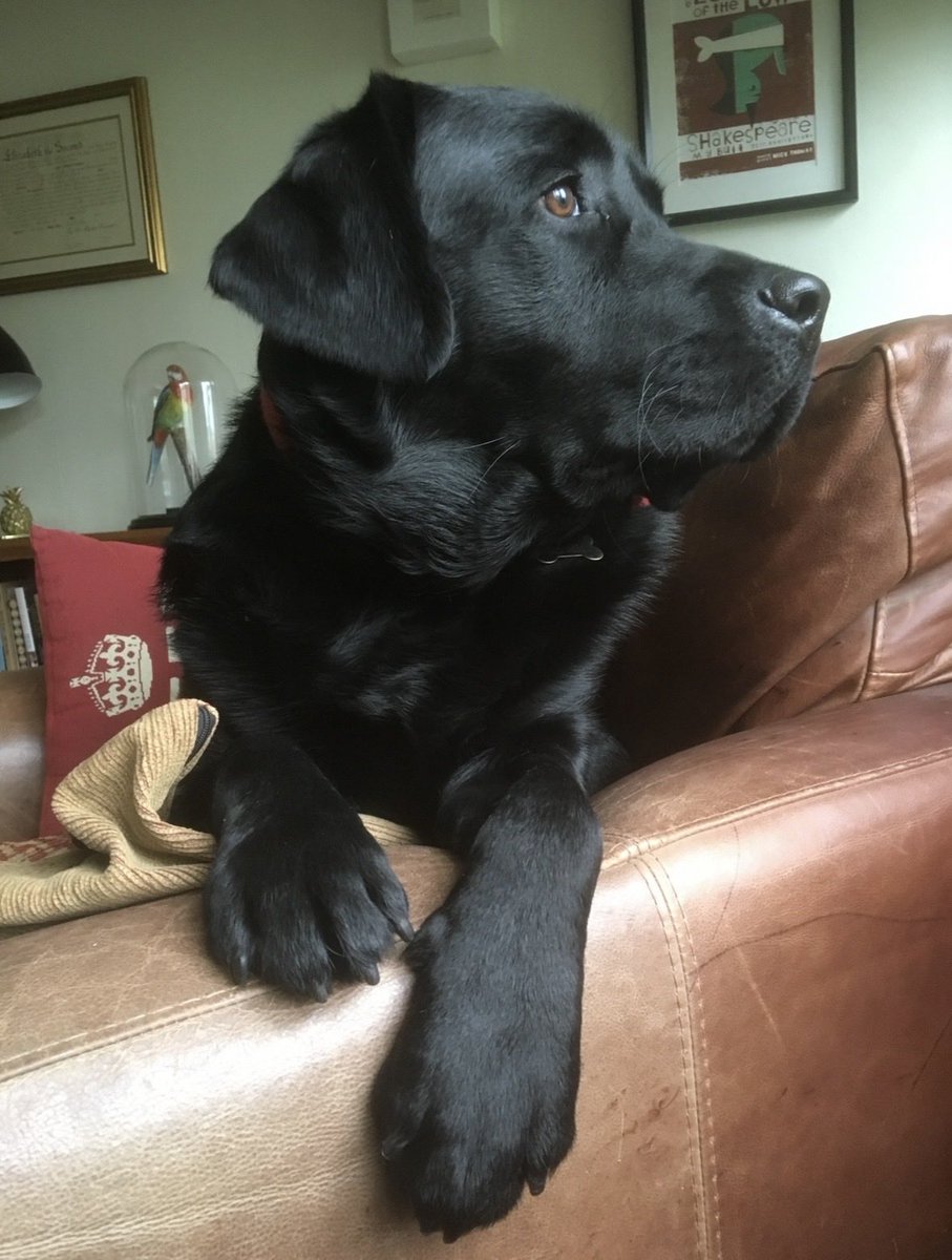 JohnDonoghue64's tweet photo. Monty is the ultimate success story. He came from humble beginnings…

Never knew his dad. Separated from his birth mother at an early age. Started life with nothing.

Now he owns a house, two cars, and has a personal chef and chauffeur.

Never give up on your dreams. https://t.co/vQ8NviXQsQ