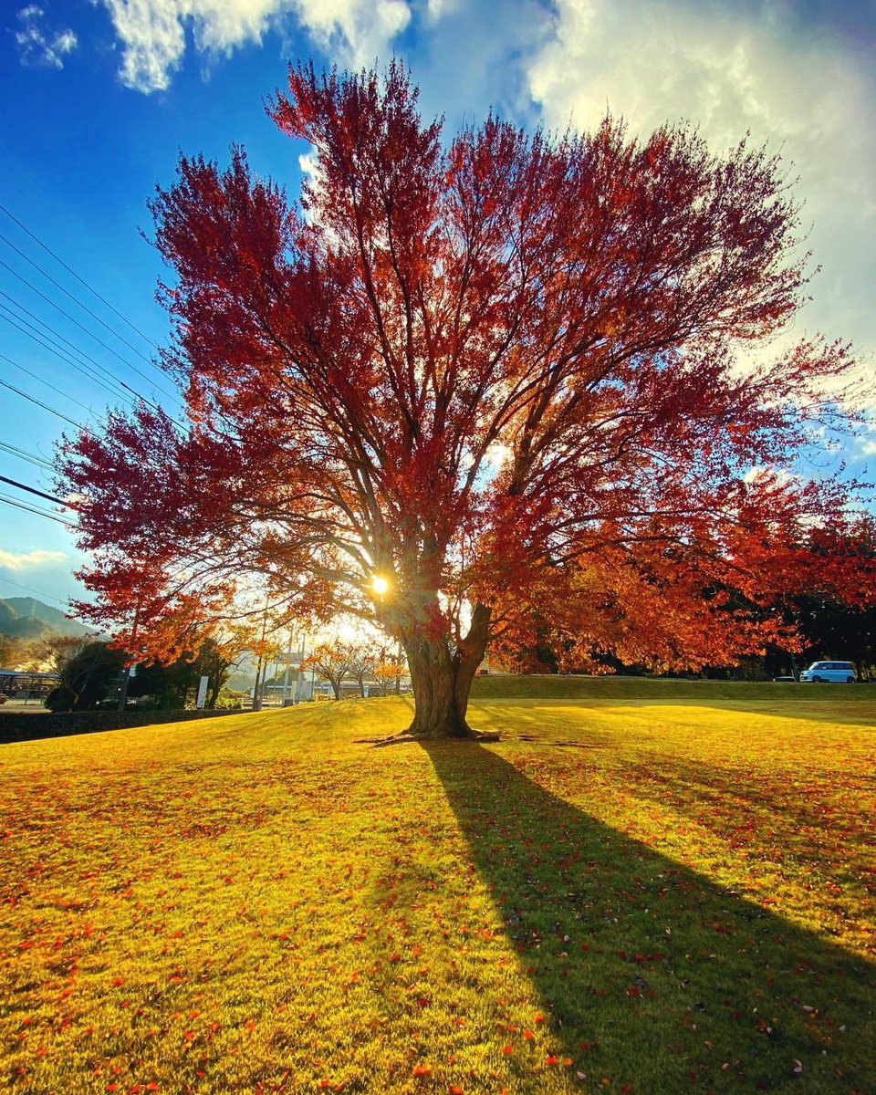 Ks_Dee_info's tweet photo. 『森物語』（35）
『ハナノキ』 
早春に深紅の花を咲かせ秋に美しく紅葉する落葉高木。葉が展開する前の早春（3月〜4月頃）に深紅の目立つ花が咲く様子から「花をつける木」という意味で名付けられた。別名ハナカエデ。長野県、岐阜県、愛知県周辺の限られた山地や湿原の周辺などにのみ分布。 https://t.co/khaM7YfVqG