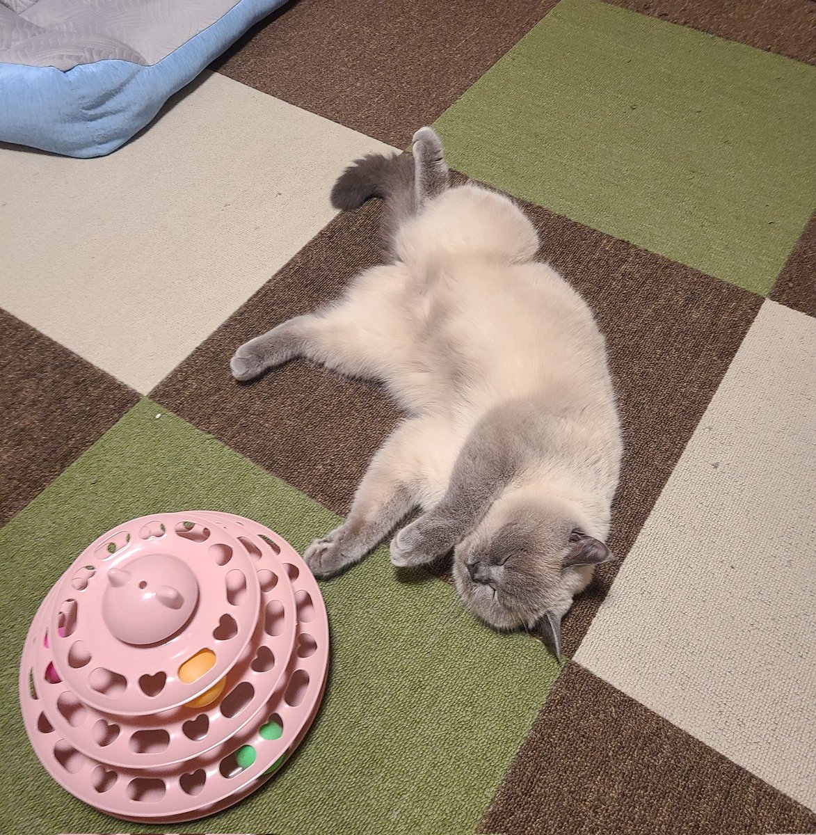kyoooooooooo_'s tweet photo. 知育おもちゃで遊んでたら寝ちまったやつ
脳みそミートボールサイズなので仕方ないですね、おやすみ

#はなまる
#ブリティッシュショートヘア https://t.co/4nmXO8mLem