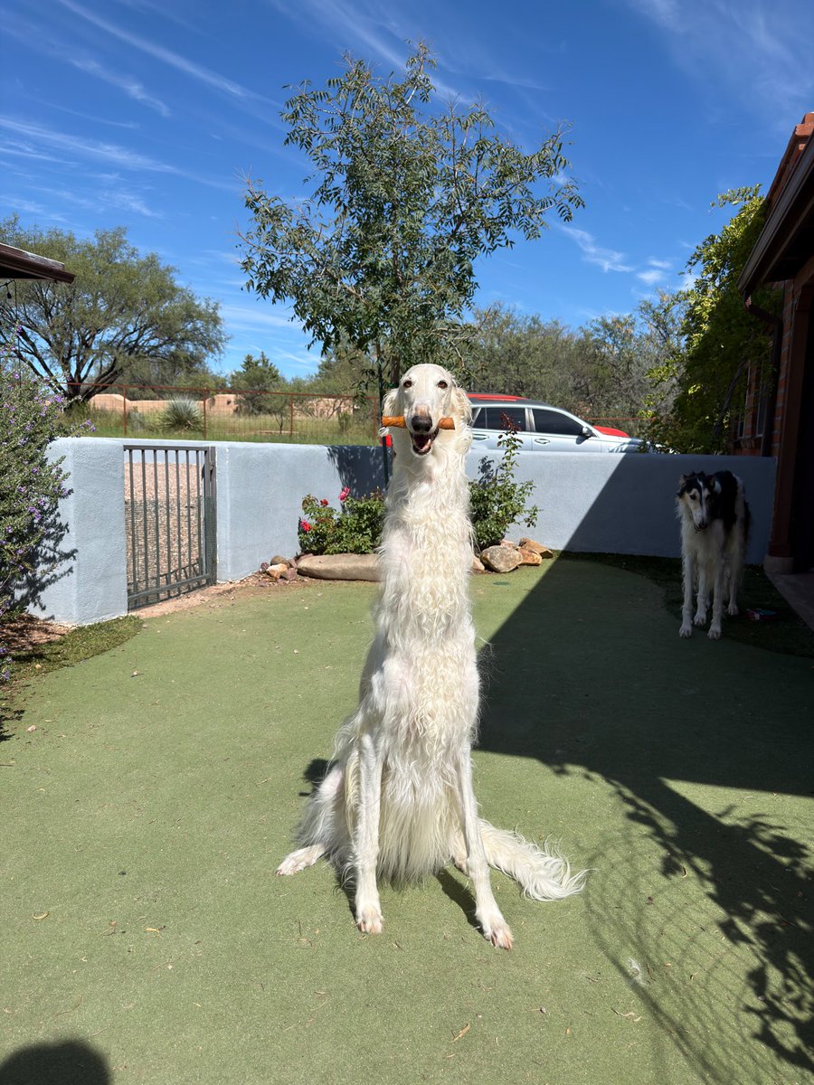 EsperBorzoi's tweet photo. https://t.co/cualszb9ju