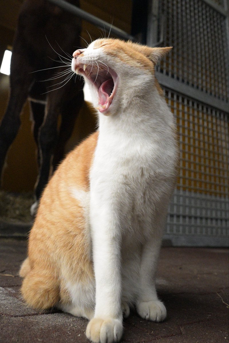 MkiGOo5's tweet photo. メトさん🐈
#ノーザンレイク
#メト
(見学要確認🙇) https://t.co/f0hJyajcmo